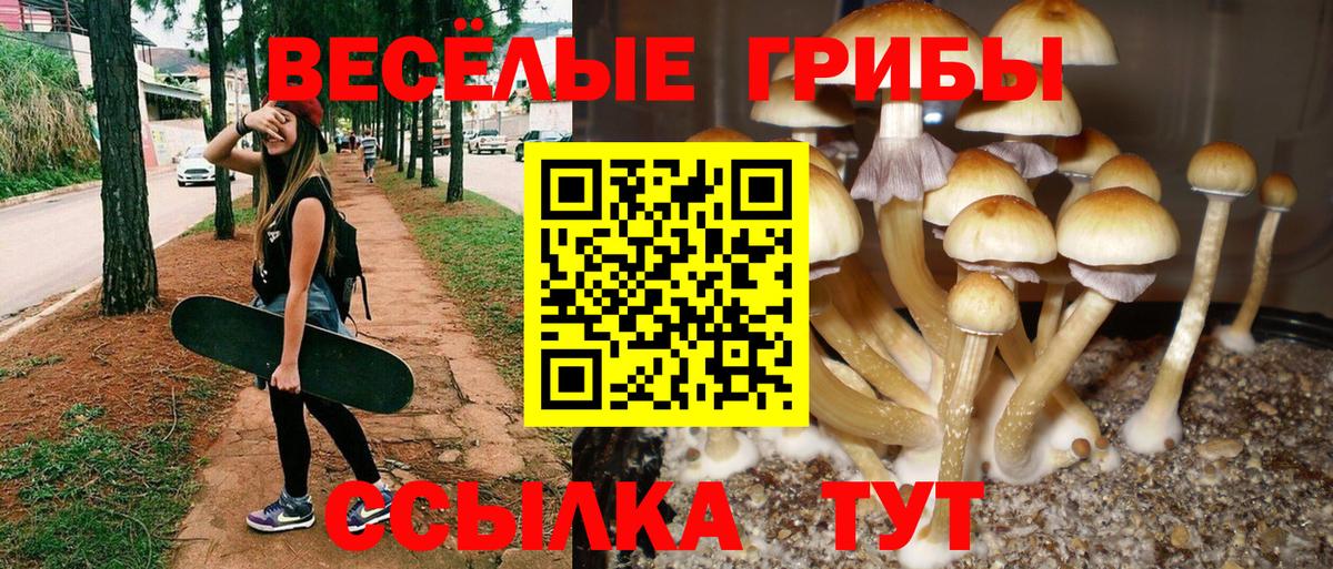 Псилоцибиновые грибы Psilocybine cubensis  закладки  Вход с VPN  Кызыл  Псилоцибиновые грибы Psilocybine cubensis 